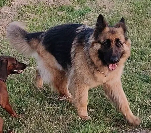 Zaginął pies, Suchedniów, Baranów, 30 stycznia 2025 (5/5)