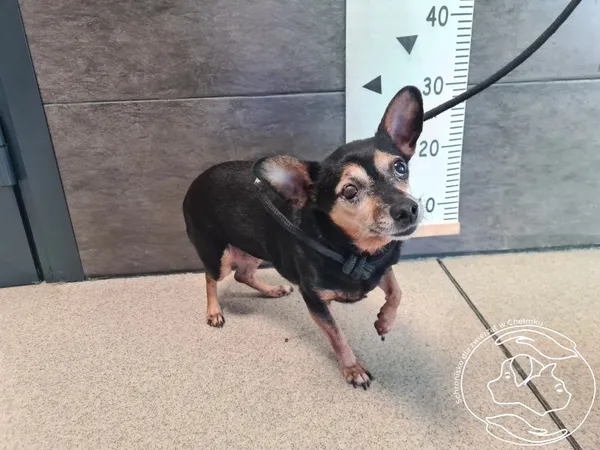 Znaleziono psa, Chełmek, 30 stycznia 2025