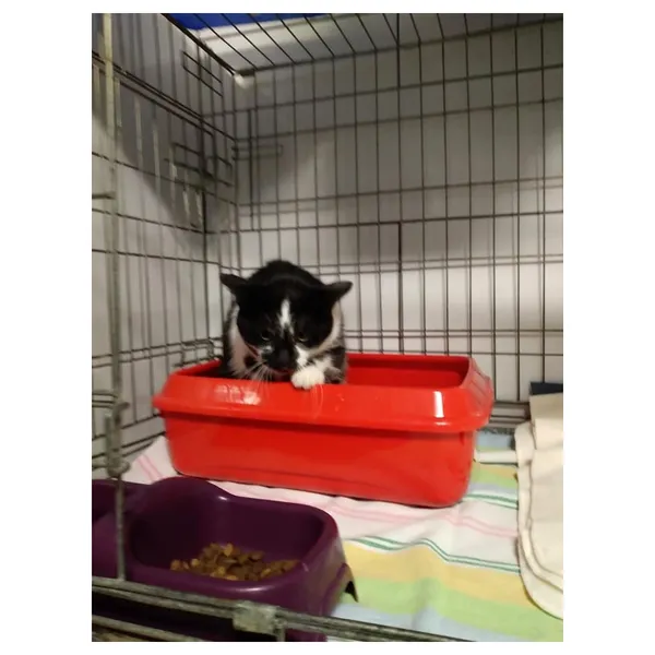 Znaleziono kota, Białystok, 2 stycznia 2024 (1/4)