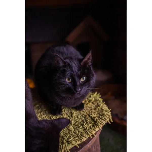 Znaleziono kota, Białystok, 2 stycznia 2024 (1/4)