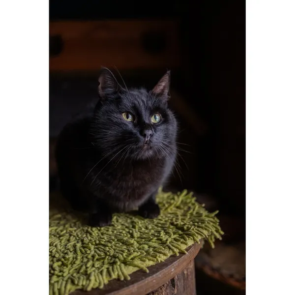 Znaleziono kota, Białystok, 2 stycznia 2024 (2/4)