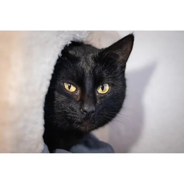 Znaleziono kota, Białystok, 2 stycznia 2024 (3/4)