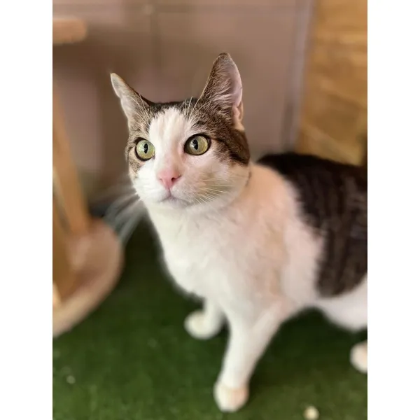 Znaleziono kota, Białystok, 13 kwietnia 2024 (1/4)