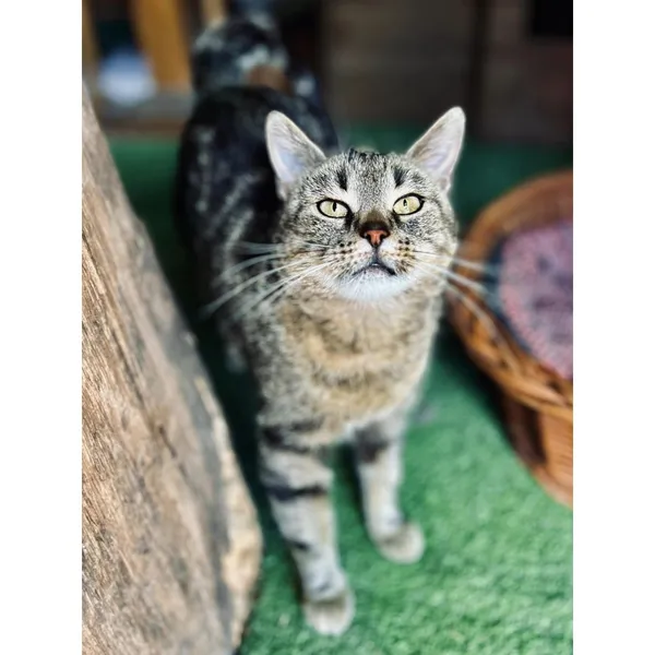 Znaleziono kota, Białystok, 23 maja 2024 (2/2)