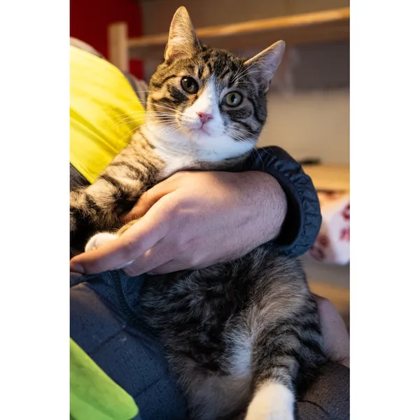 Znaleziono kota, Białystok, 3 czerwca 2024 (4/5)