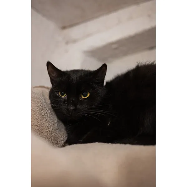 Znaleziono kota, Białystok, 8 lipca 2024 (1/3)