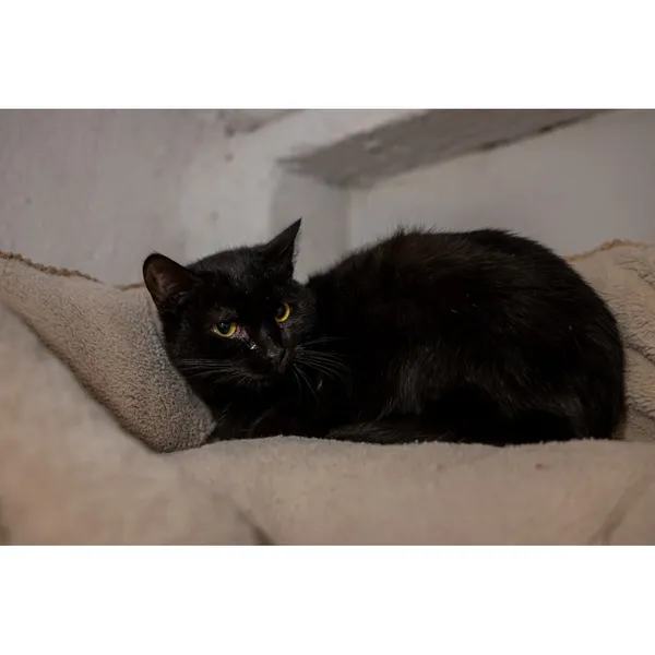 Znaleziono kota, Białystok, 8 lipca 2024 (3/3)