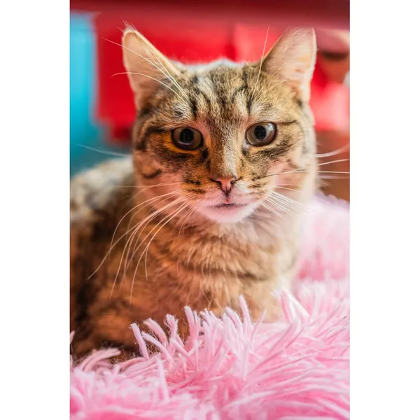 Znaleziono kota, Białystok, 25 lipca 2024 (2/4)