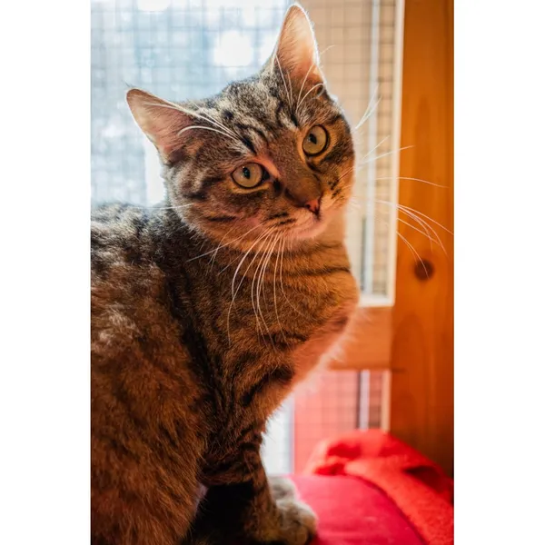 Znaleziono kota, Białystok, 25 lipca 2024 (3/4)