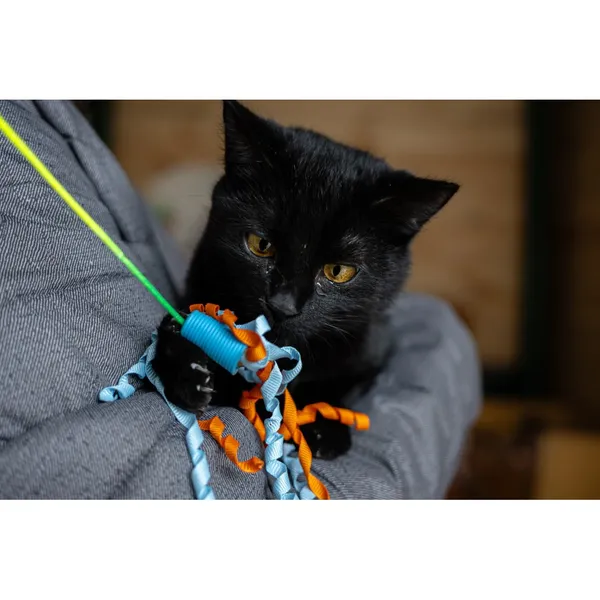 Znaleziono kota, Białystok, 24 października 2024 (2/3)