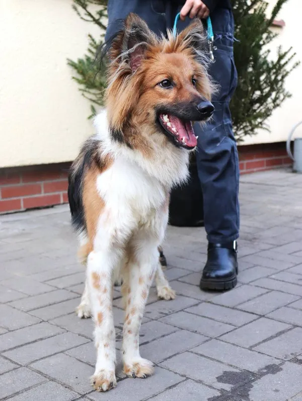 Znaleziono psa, Łódź, 30 stycznia 2025 (1/3)