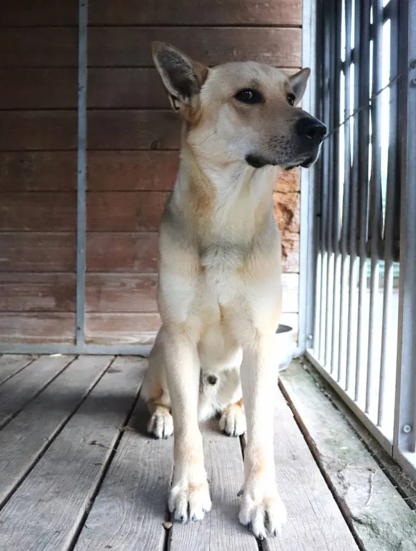 Znaleziono psa, Łódź, 29 stycznia 2025 (2/5)