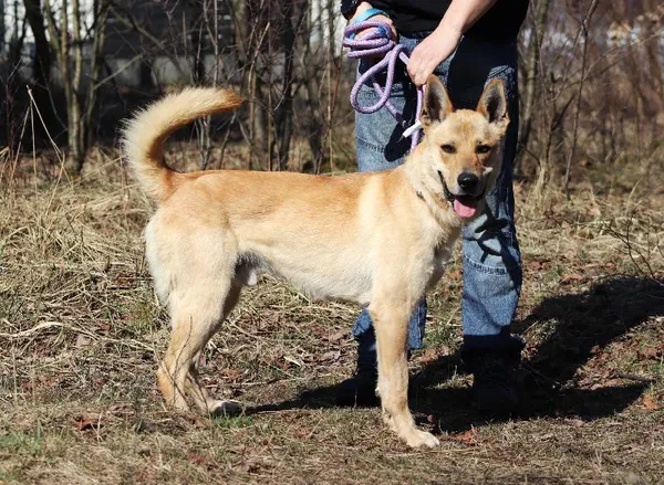 Znaleziono psa, Łódź, 29 stycznia 2025 (4/5)