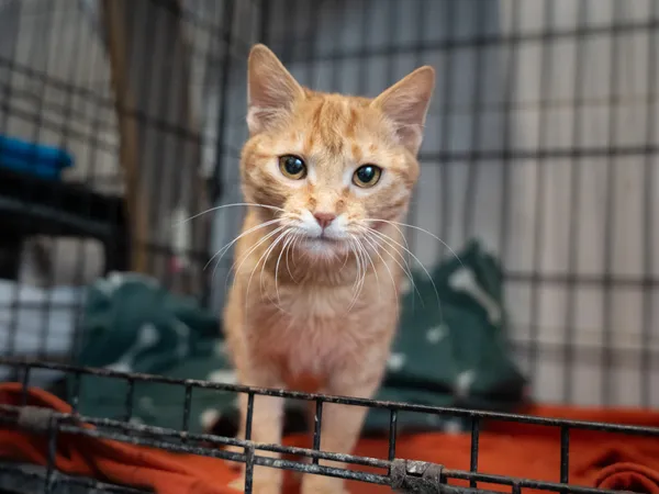 Znaleziono kota, Sosnowiec, 29 stycznia 2025 (3/5)