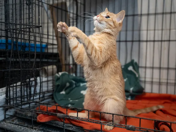 Znaleziono kota, Sosnowiec, 29 stycznia 2025 (4/5)