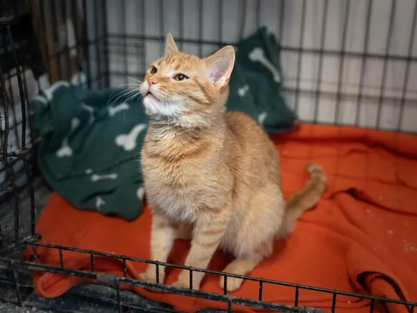 Znaleziono kota, Sosnowiec, 29 stycznia 2025 (5/5)