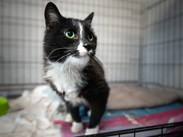 Znaleziono kota, Sosnowiec, 28 stycznia 2025 (3/3)