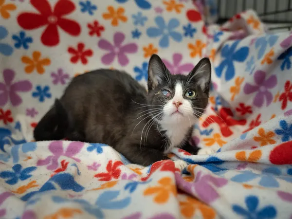 Znaleziono kota, Sosnowiec, 29 stycznia 2025 (1/5)