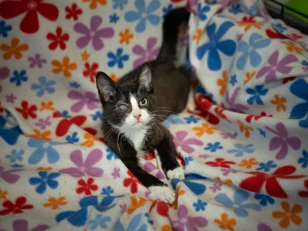 Znaleziono kota, Sosnowiec, 29 stycznia 2025 (2/5)