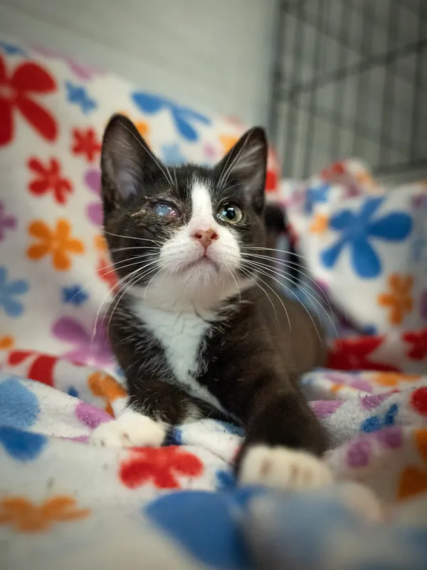 Znaleziono kota, Sosnowiec, 29 stycznia 2025 (3/5)