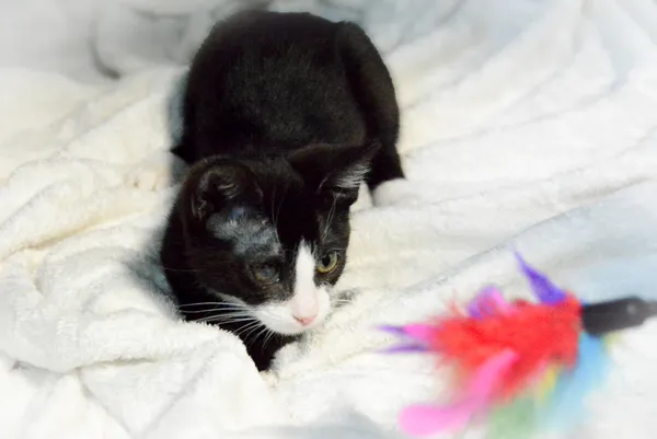 Znaleziono kota, Sosnowiec, 29 stycznia 2025 (5/5)