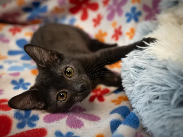 Znaleziono kota, Sosnowiec, 29 stycznia 2025 (3/5)