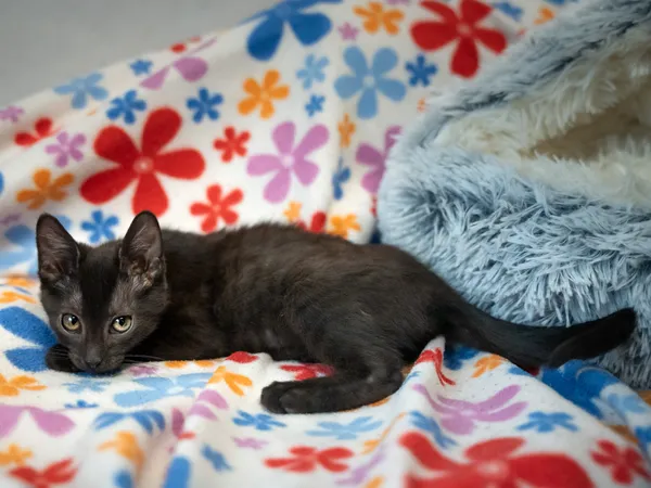 Znaleziono kota, Sosnowiec, 29 stycznia 2025 (4/5)