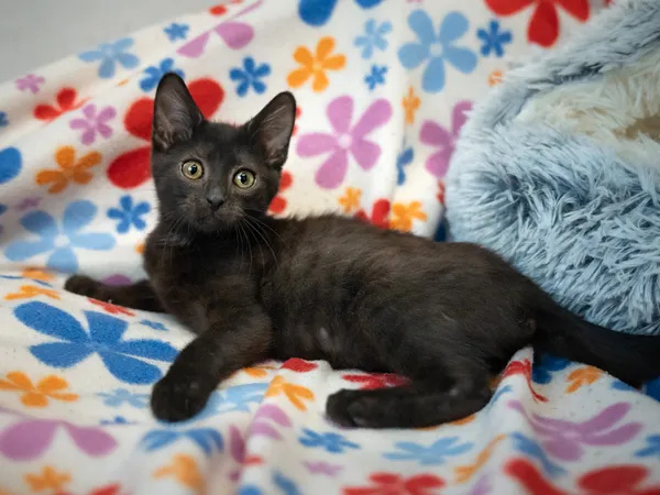 Znaleziono kota, Sosnowiec, 29 stycznia 2025 (5/5)