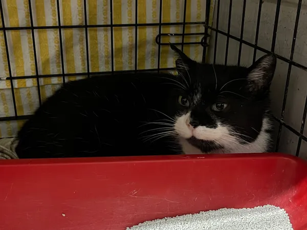 Znaleziono kota, Sosnowiec, 28 stycznia 2025