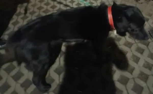 Znaleziono psa, Radom, 29 stycznia 2025