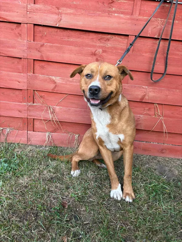 Znaleziono psa, Czartki, 30 stycznia 2025