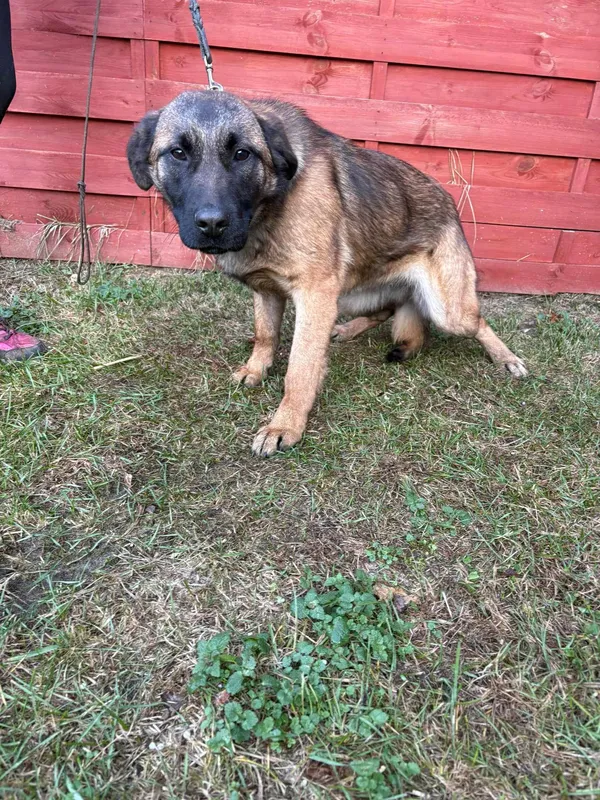 Znaleziono psa, Czartki, 30 stycznia 2025