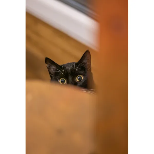 Znaleziono kota, Białystok, 2 stycznia 2024 (2/3)