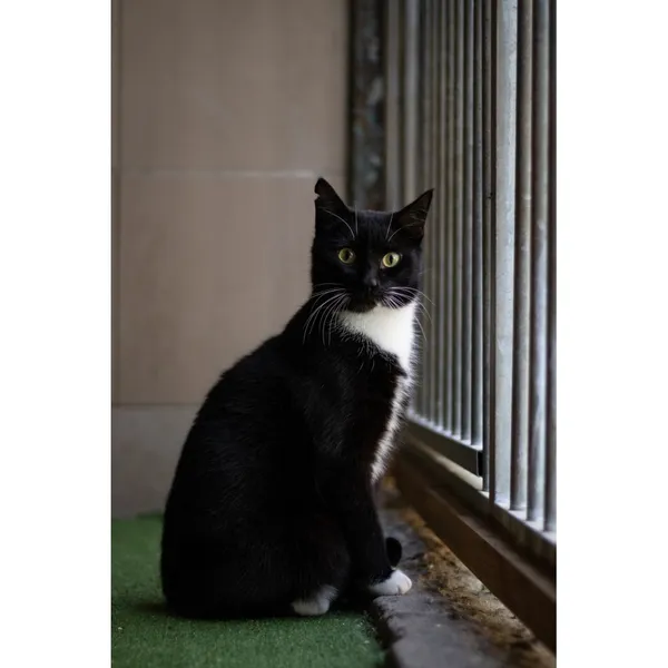 Znaleziono kota, Białystok, 2 stycznia 2024 (3/3)