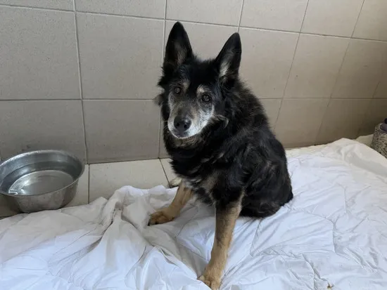 Pies do adopcji, Kraków, 16 stycznia 2025