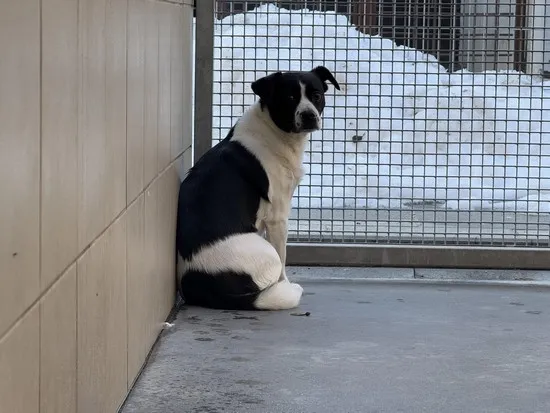 Pies do adopcji, Kraków, 16 stycznia 2025