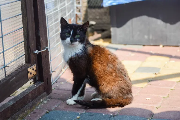 Oddam kota, Olsztyn, Osiedle Słoneczny Stok, 31 stycznia 2025 (2/4)