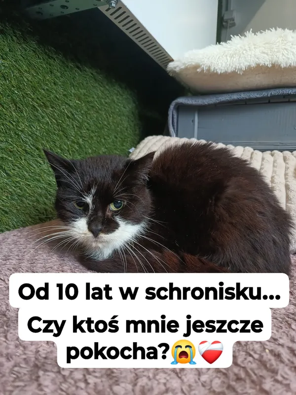 Oddam kota, Olsztyn, Osiedle Słoneczny Stok, 31 stycznia 2025 (4/4)