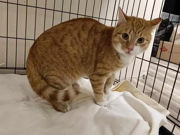 Znaleziono kota, Toruń, 29 stycznia 2025