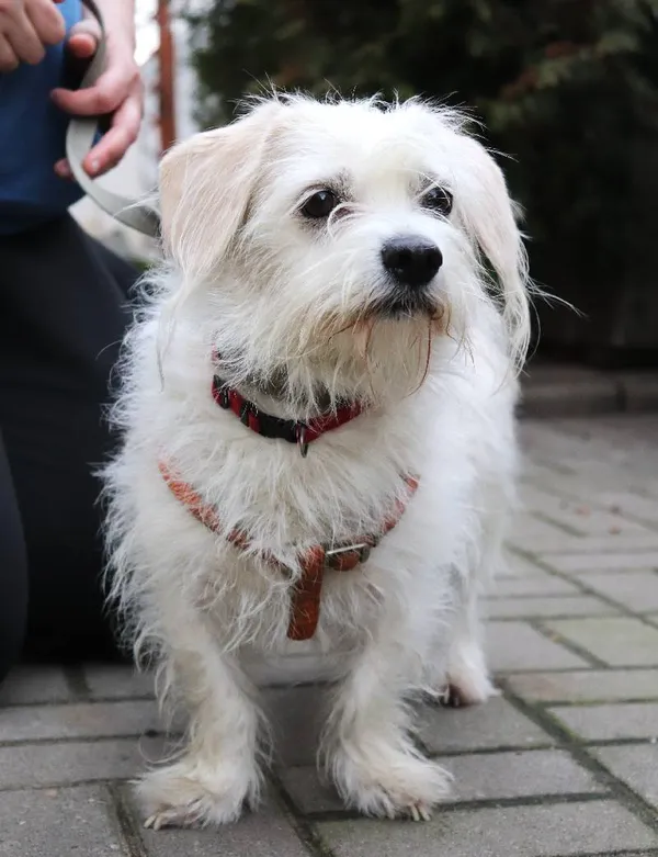 Znaleziono psa, Łódź, 31 stycznia 2025 (1/2)