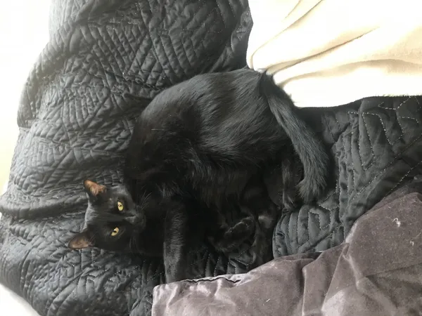 Zaginął kot, Łódź, 30 stycznia 2025