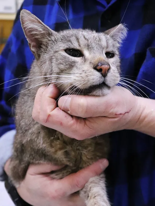 Znaleziono kota, Łódź, 31 stycznia 2025 (1/3)