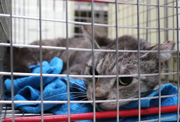 Znaleziono kota, Łódź, 31 stycznia 2025 (2/3)