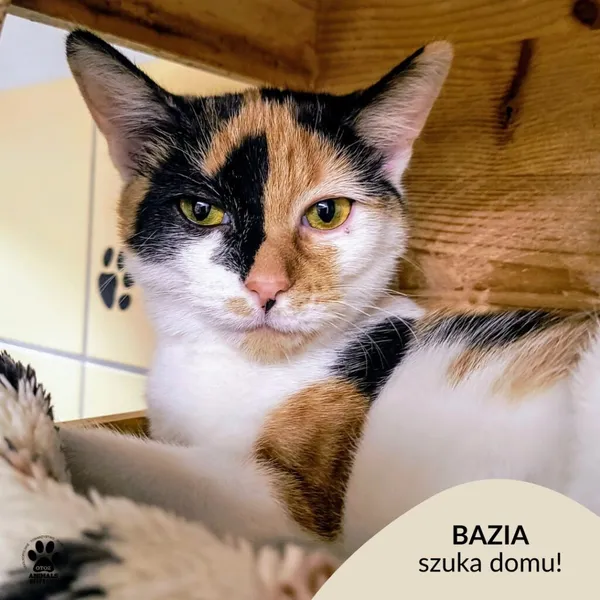 Kot do adopcji, Gdynia, 31 stycznia 2025 (1/4)