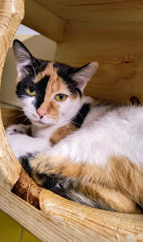 Kot do adopcji, Gdynia, 31 stycznia 2025 (2/4)