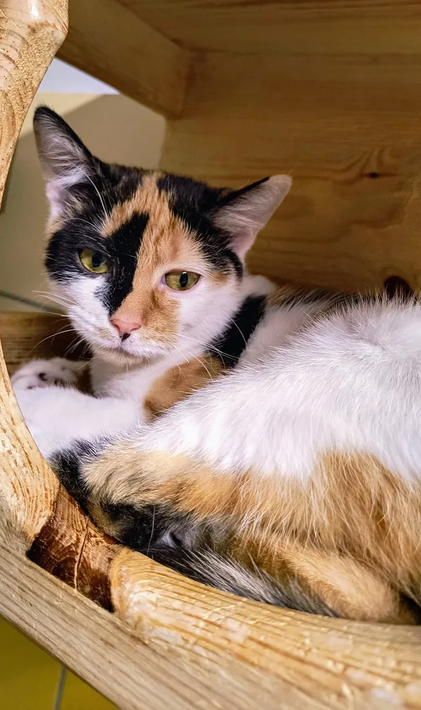 Kot do adopcji, Gdynia, 31 stycznia 2025 (3/4)