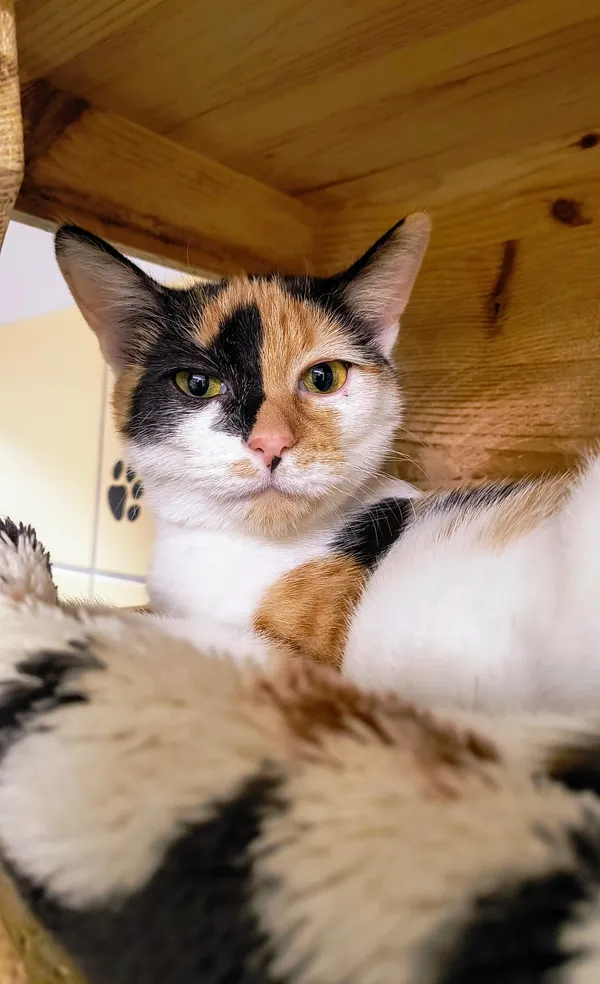 Kot do adopcji, Gdynia, 31 stycznia 2025 (4/4)