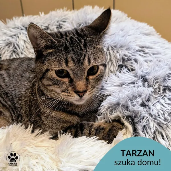 Kot do adopcji, Gdynia, 31 stycznia 2025 (1/5)