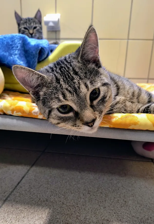 Kot do adopcji, Gdynia, 31 stycznia 2025 (3/5)