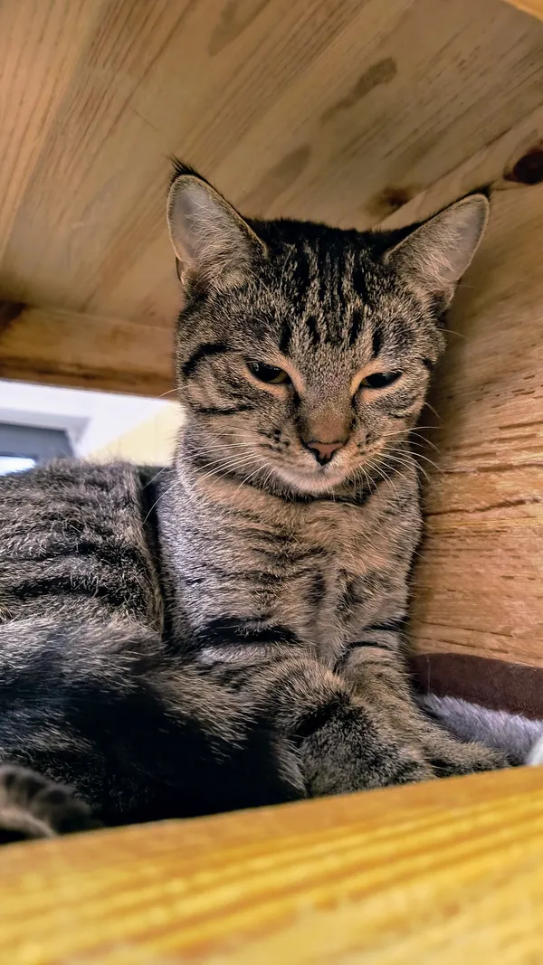 Kot do adopcji, Gdynia, 31 stycznia 2025 (4/5)